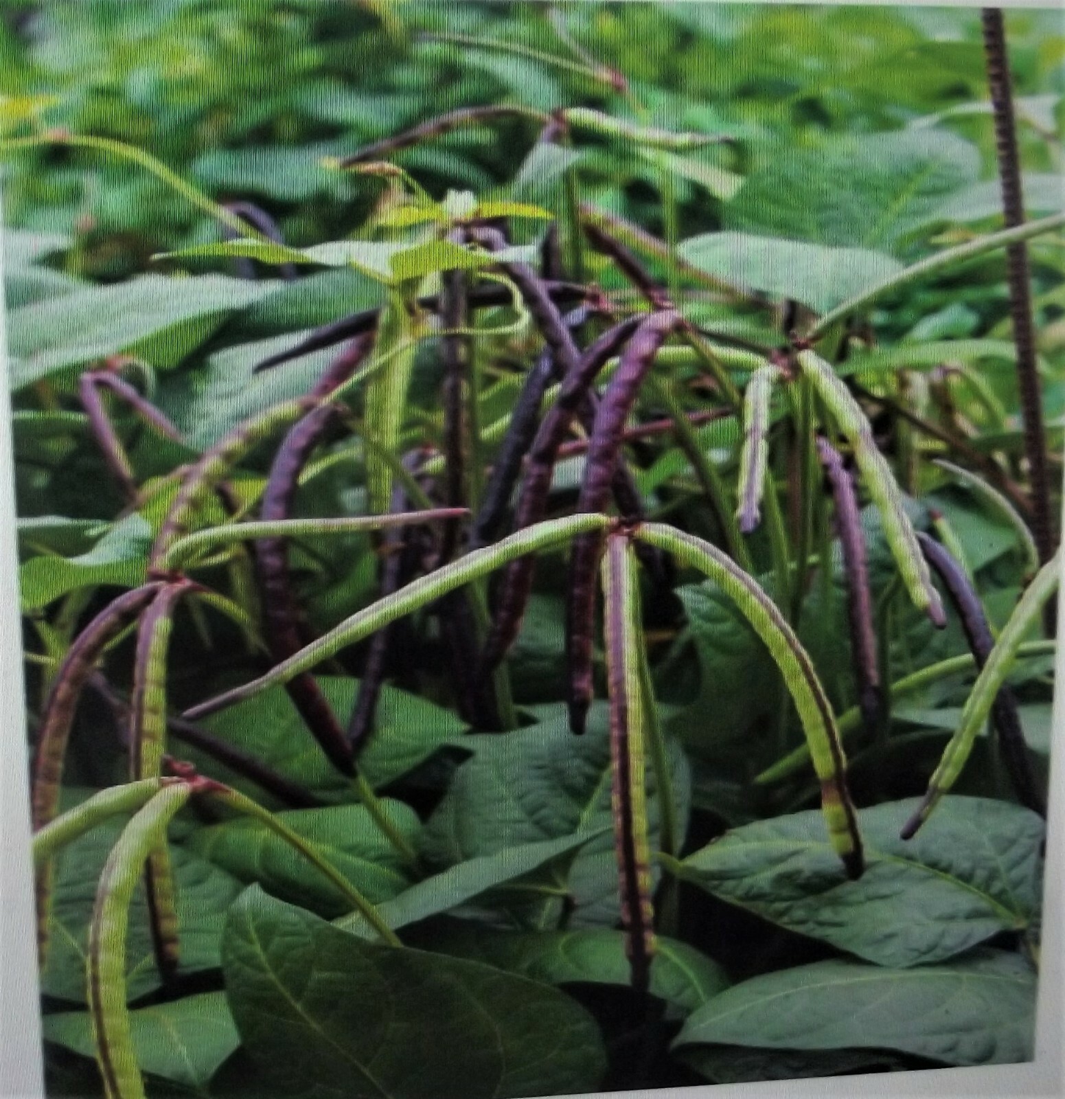 1 lb Top Pick Pinkeye Purple Hull Peas Cow Pea Germ: 80% Benefits St. Jude