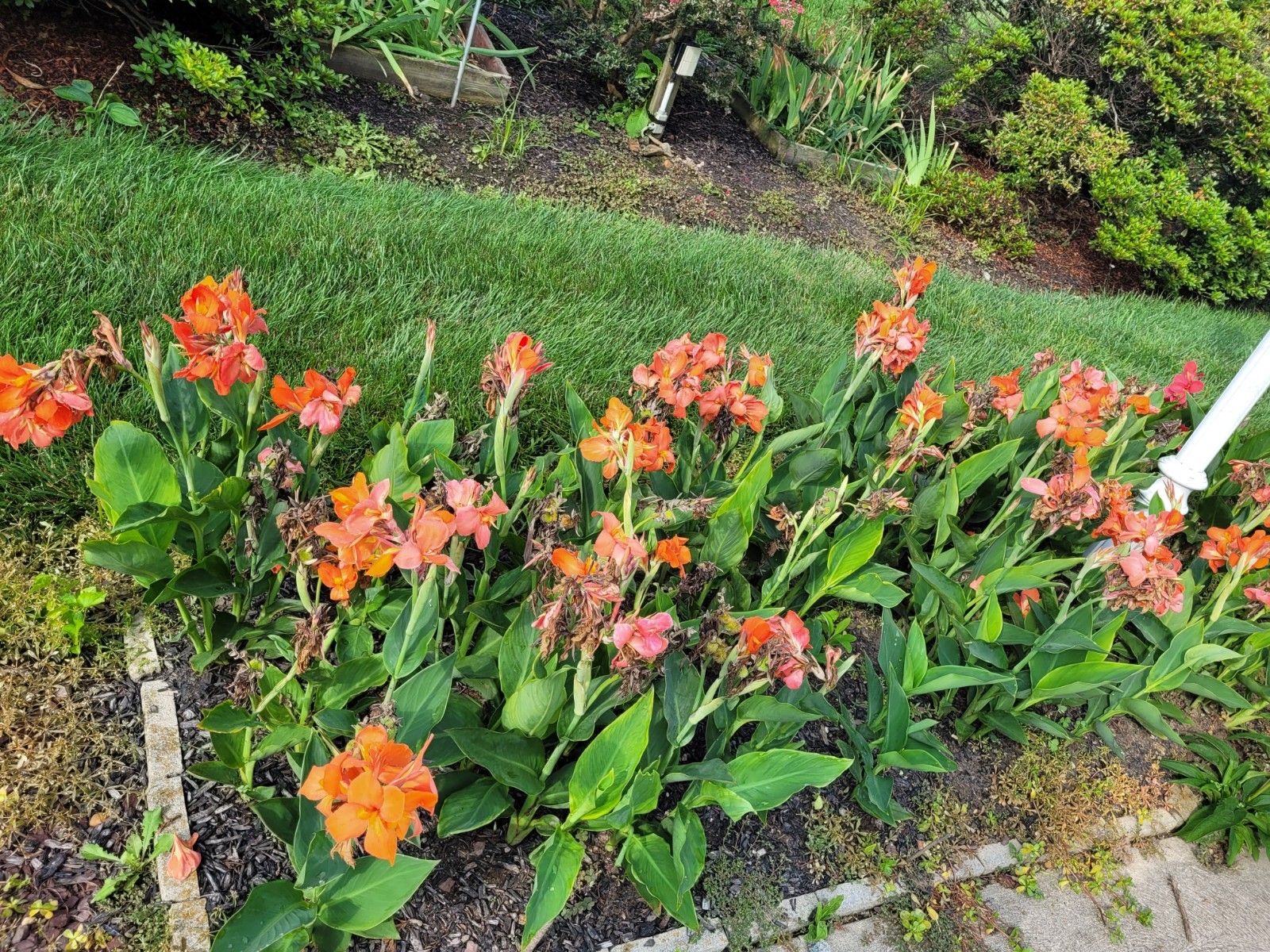 25 Canna Lily Seeds -Orange Shade -Orange Flower -Green Leaves -3 ft Free Ship