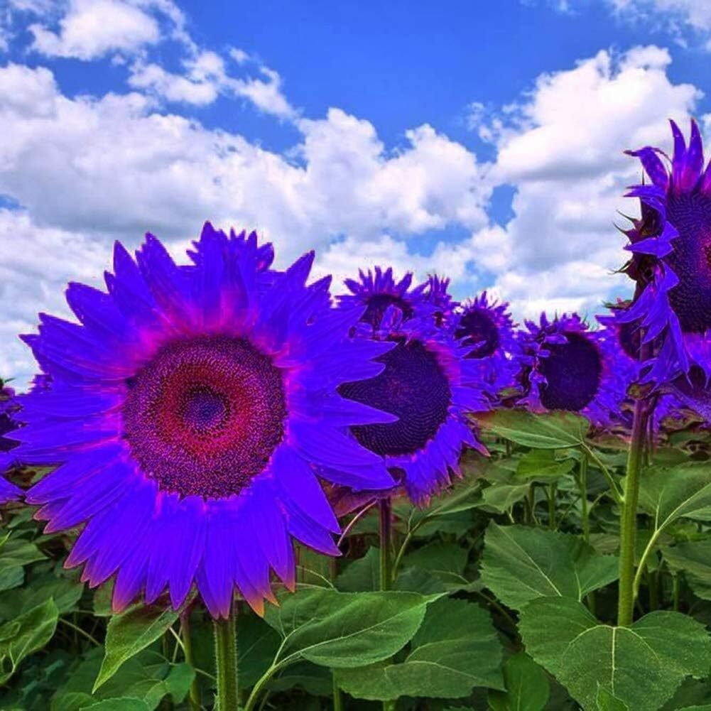 Sunflower Seeds to Plant Purple Sunflower Seeds Ornamental Plant Home Garden