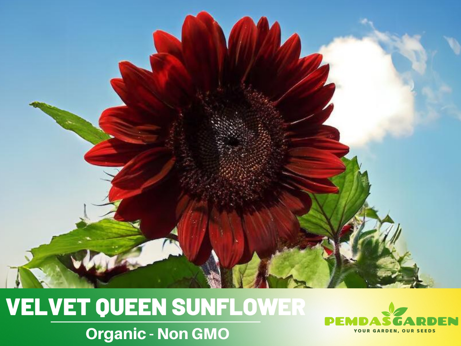 25+ Seeds| Velvet Queen Sunflowers Seeds #E004