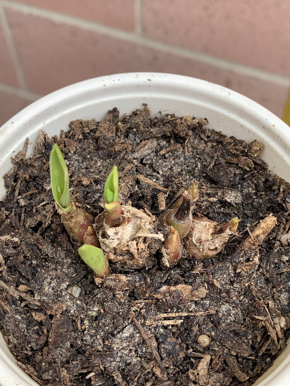 Tuberose Fragance 1 Clump,Bulbs 3+ Sz S/M Mixed, Rooted &Sprouted Ready To Plant