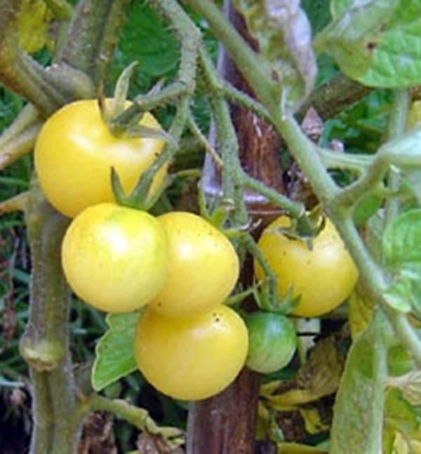White Cherry, Tomato