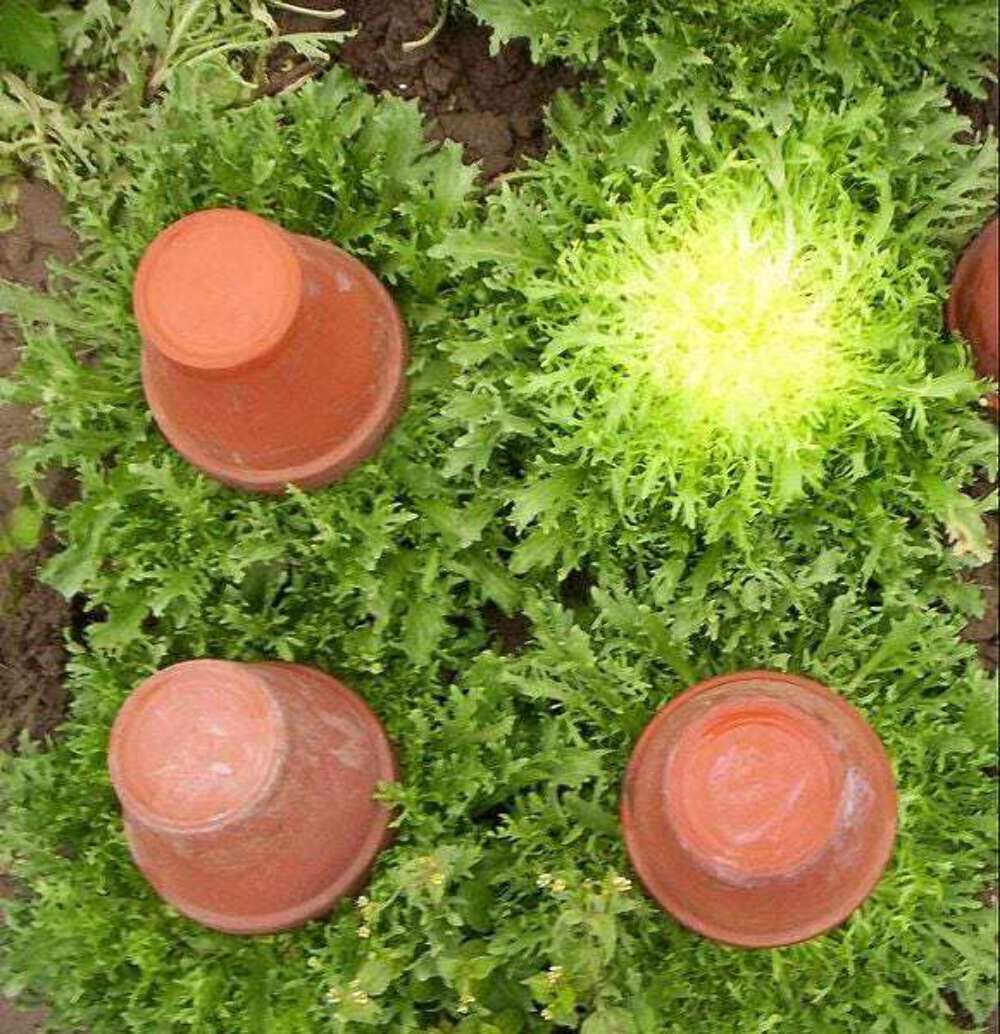 3000 GREEN CURLED ENDIVE (Moss, Salad, Escarole) Cichorium Endiva Veggie Seeds