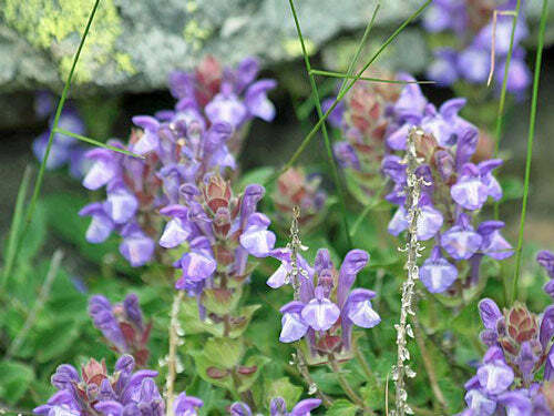 Scutellaria alpina | Alpine Skullcap | 20 Seeds