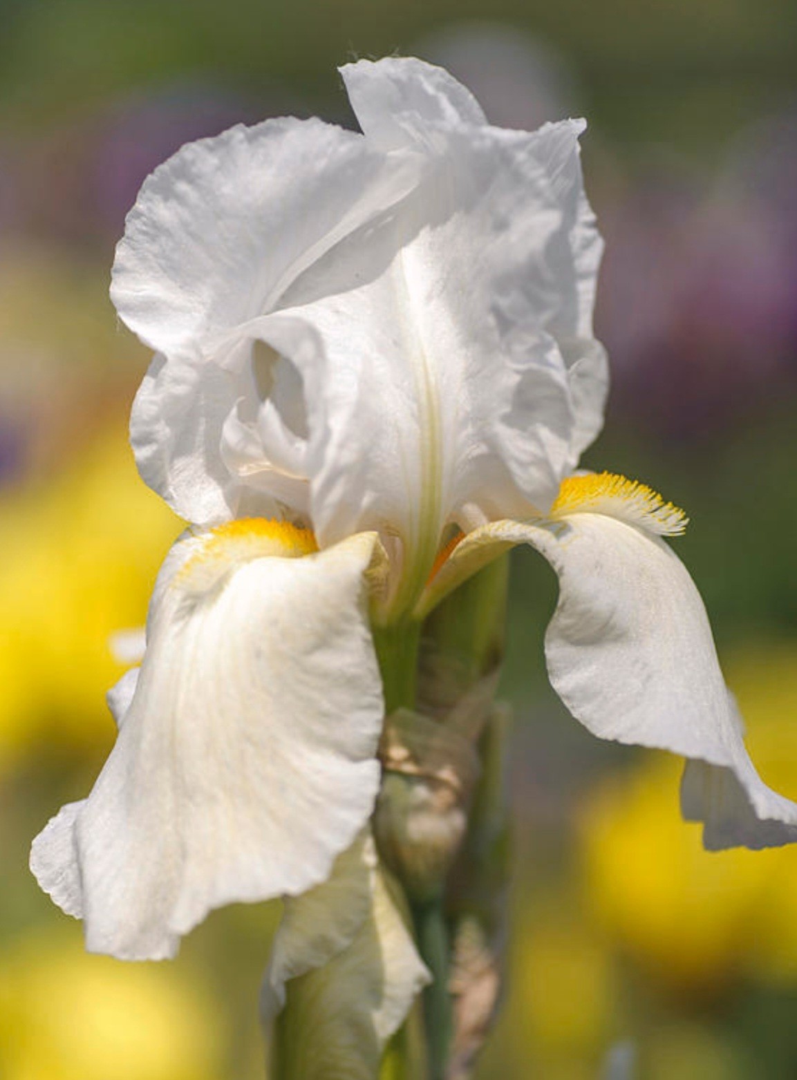 2 Tall Bearded Iris White Iris Rhizomes Plant Bulb, Bulbs Vary In Size