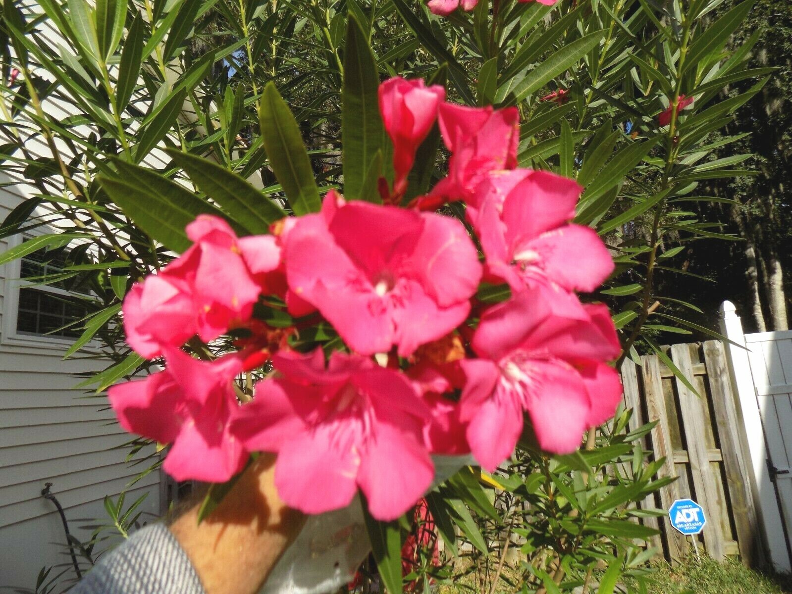 25 RED FLOWERED OLEANDER SEEDS – Nerium Oleander
