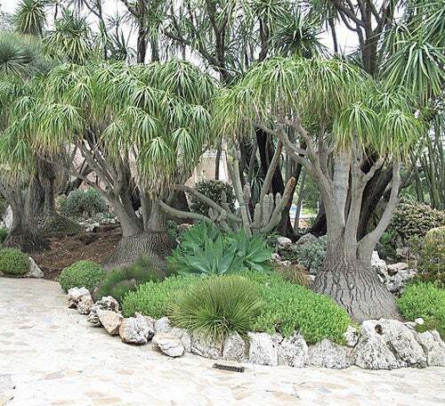 Beaucarnea recurvata | Ponytail Palm | Bottle Palm | Elephant’s Foot | 20 Seeds