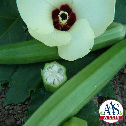 Okra CLEMSON SPINELESS 80 Heirloom Edible Tall AAS Winner USA Non-GMO 60 Seeds!