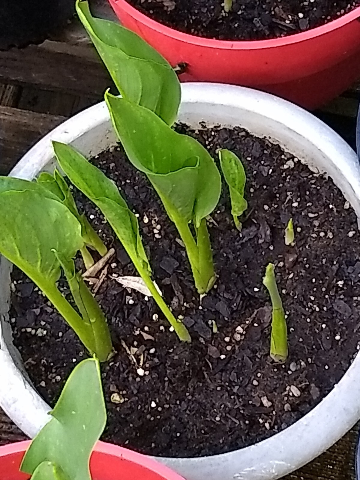 1 Calla Lily (Zantedeschia) Bulb — Yellow Color with Light Red on the Edge