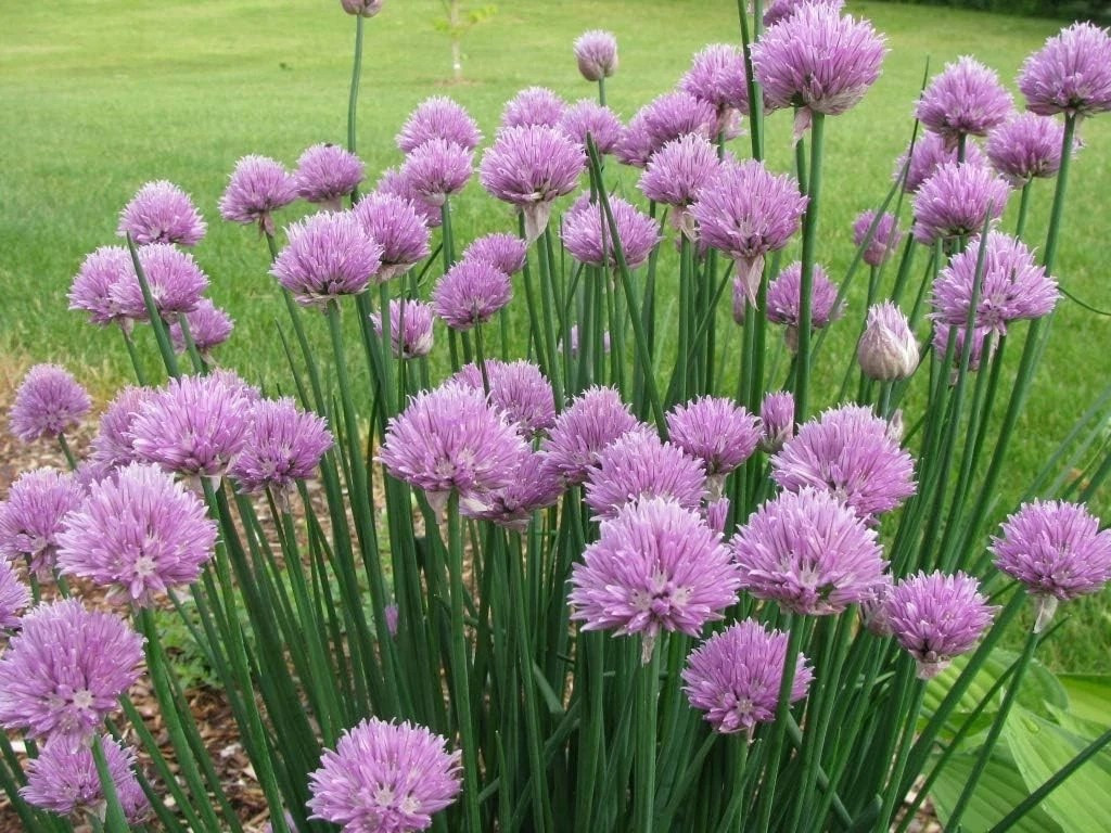 1000+ CHIVES SEEDS — GREEN ONION —– MOSQUITO REPELLENT