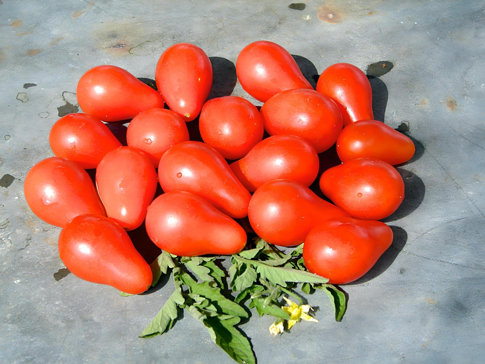 Red Pear, Tomato