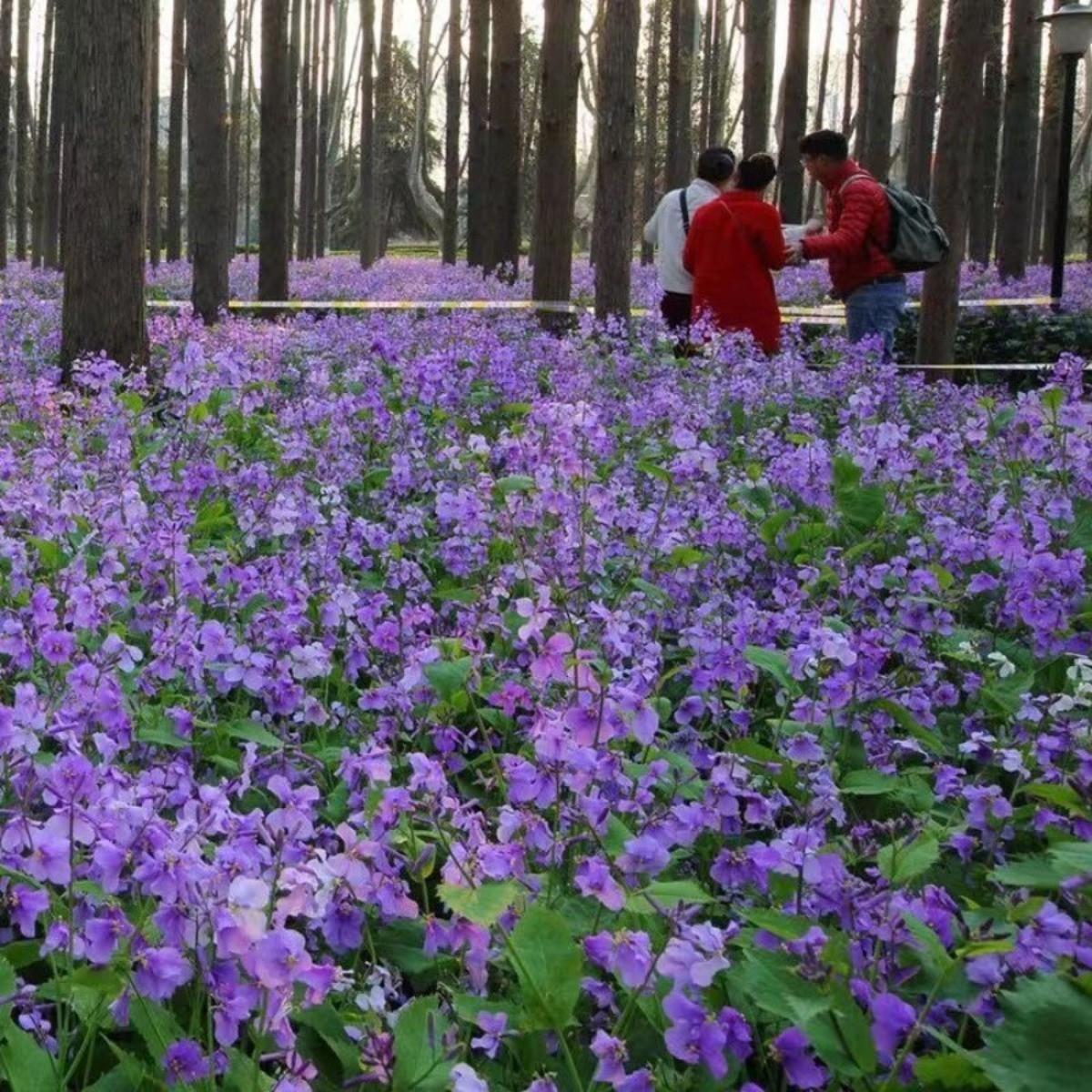 50Pcs February Orchid Flowers Seeds Orychophragmus Violaceus Annual Flower Seeds