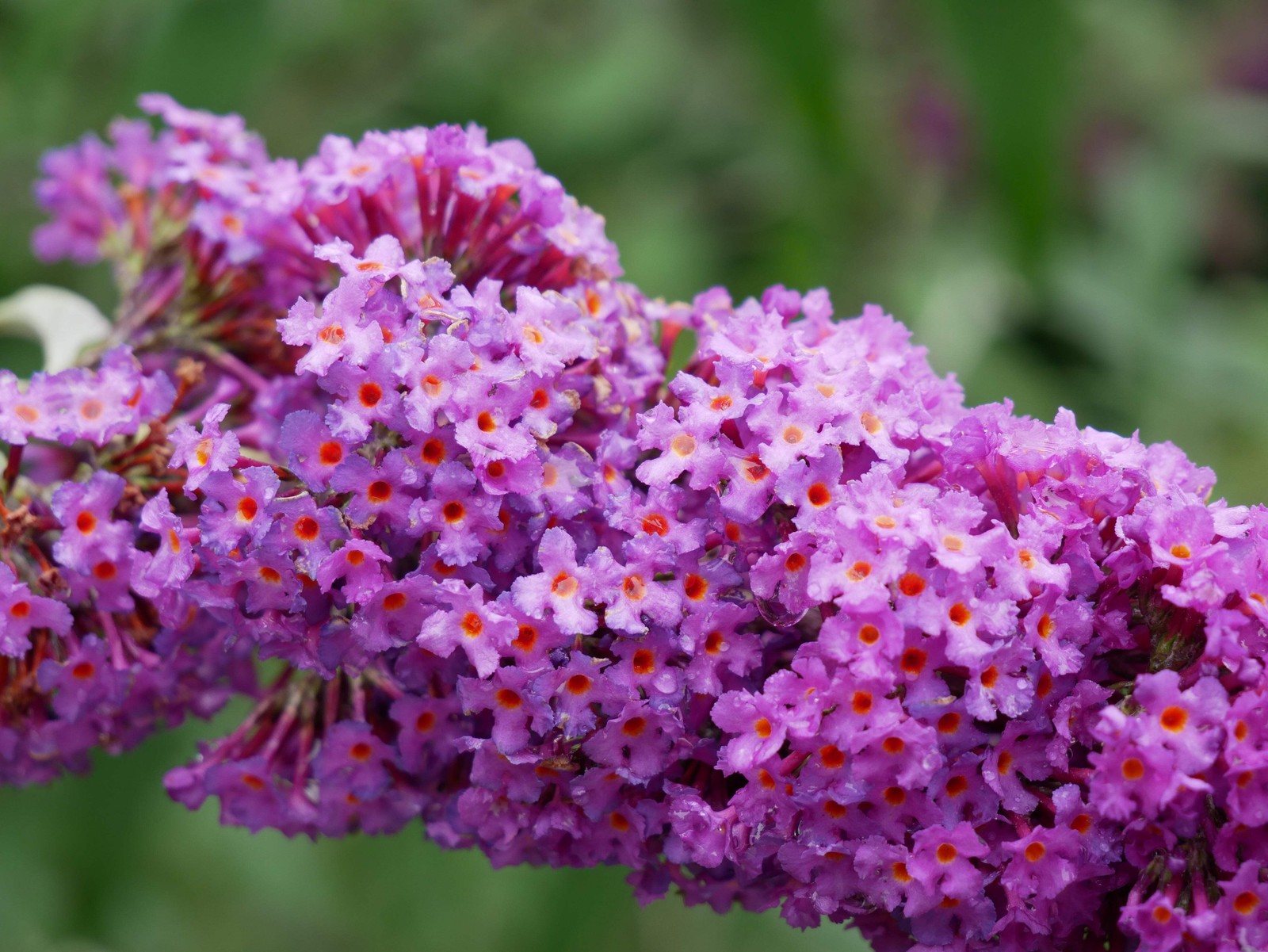 50 VIOLET PURPLE BUTTERFLY BUSH Buddleia Davidii Flower Seeds *Flat S/H
