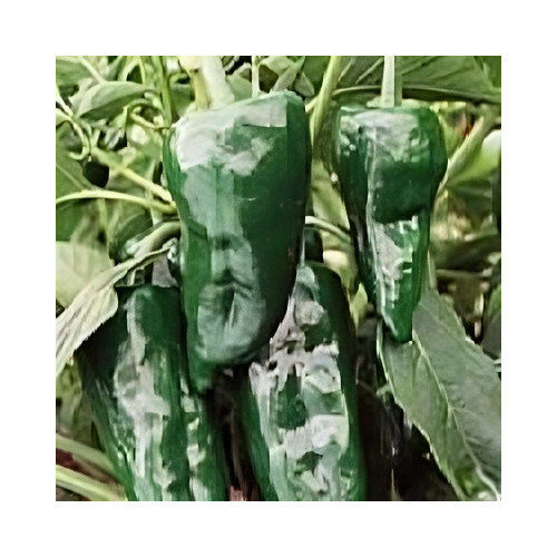 Pepper Hot Poblano Ancho Great Heirloom Vegetable By Seed Kingdom 100 Seeds