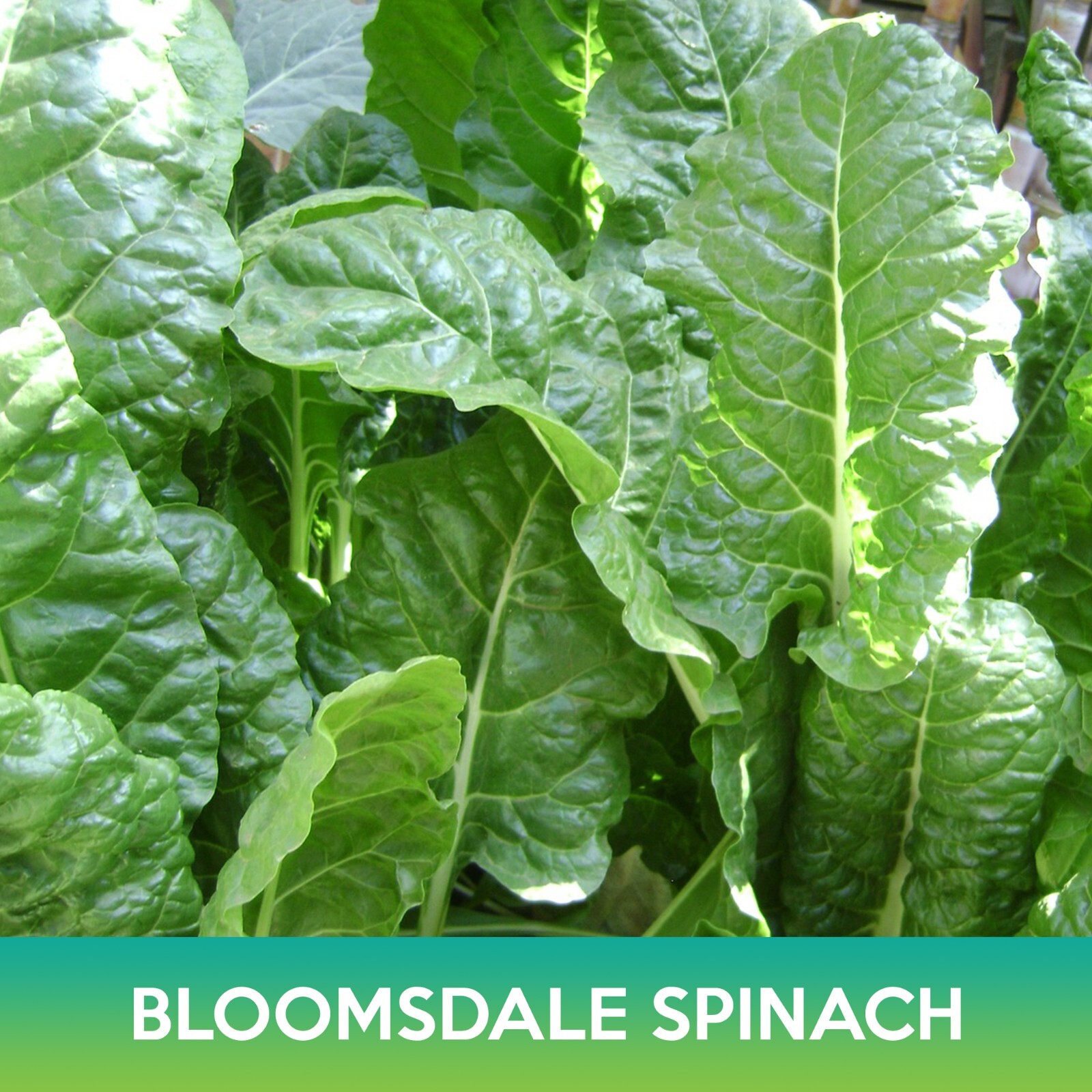 Bloomsdale Spinach Seeds