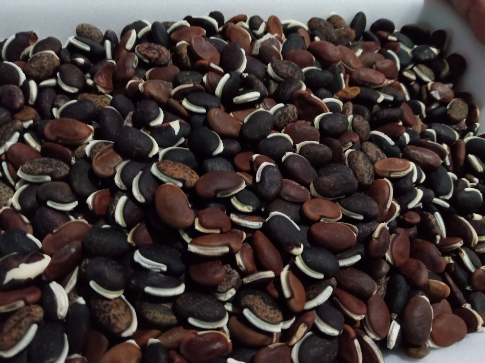 20 Purple Hyacinth Bean Seeds(Lablab purpureus) Grown In USA.