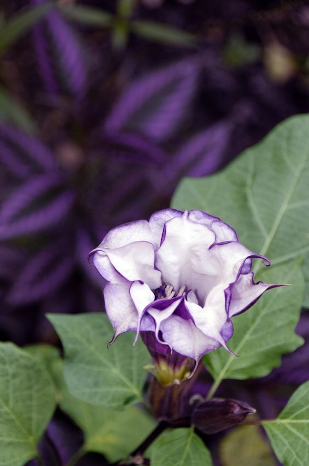 Double Purple Angels Trumpet – 20 seeds- Ornamental Tropical Flower
