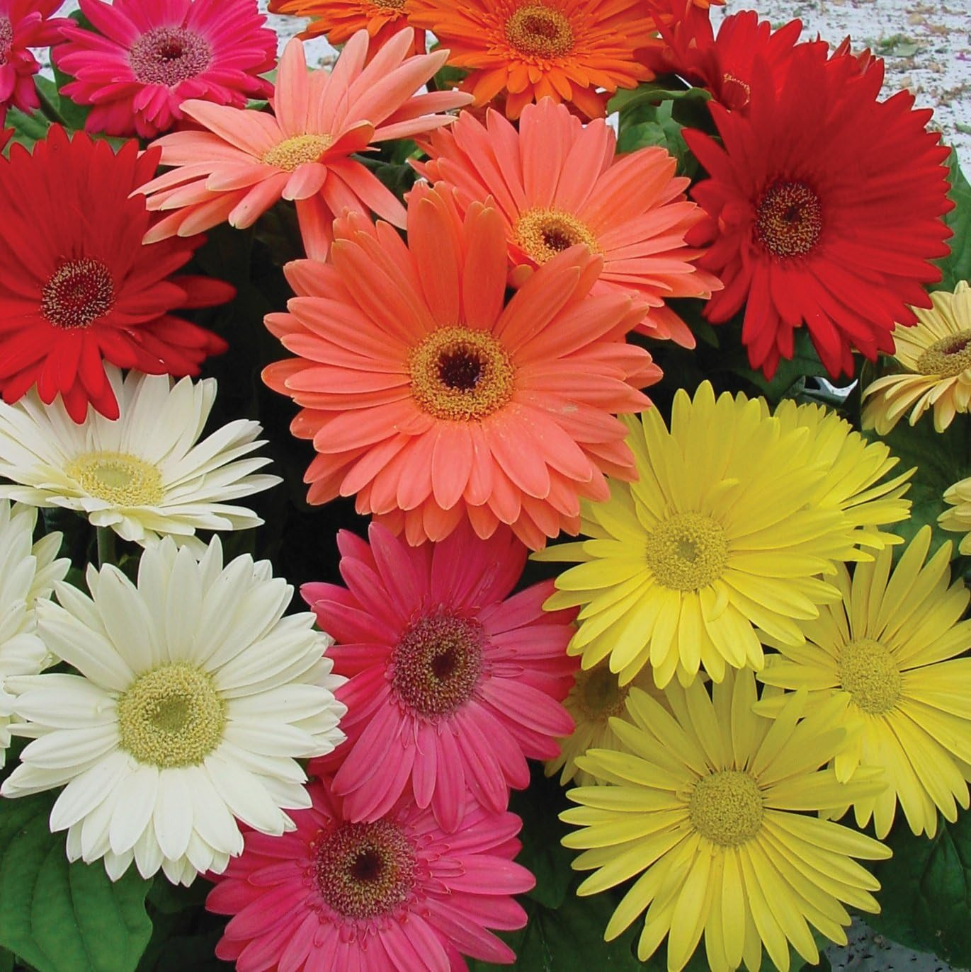Hybrids Mix Gerbera Seeds – 100 Pcs Perennial, Compact & Low Maintenance, Flower