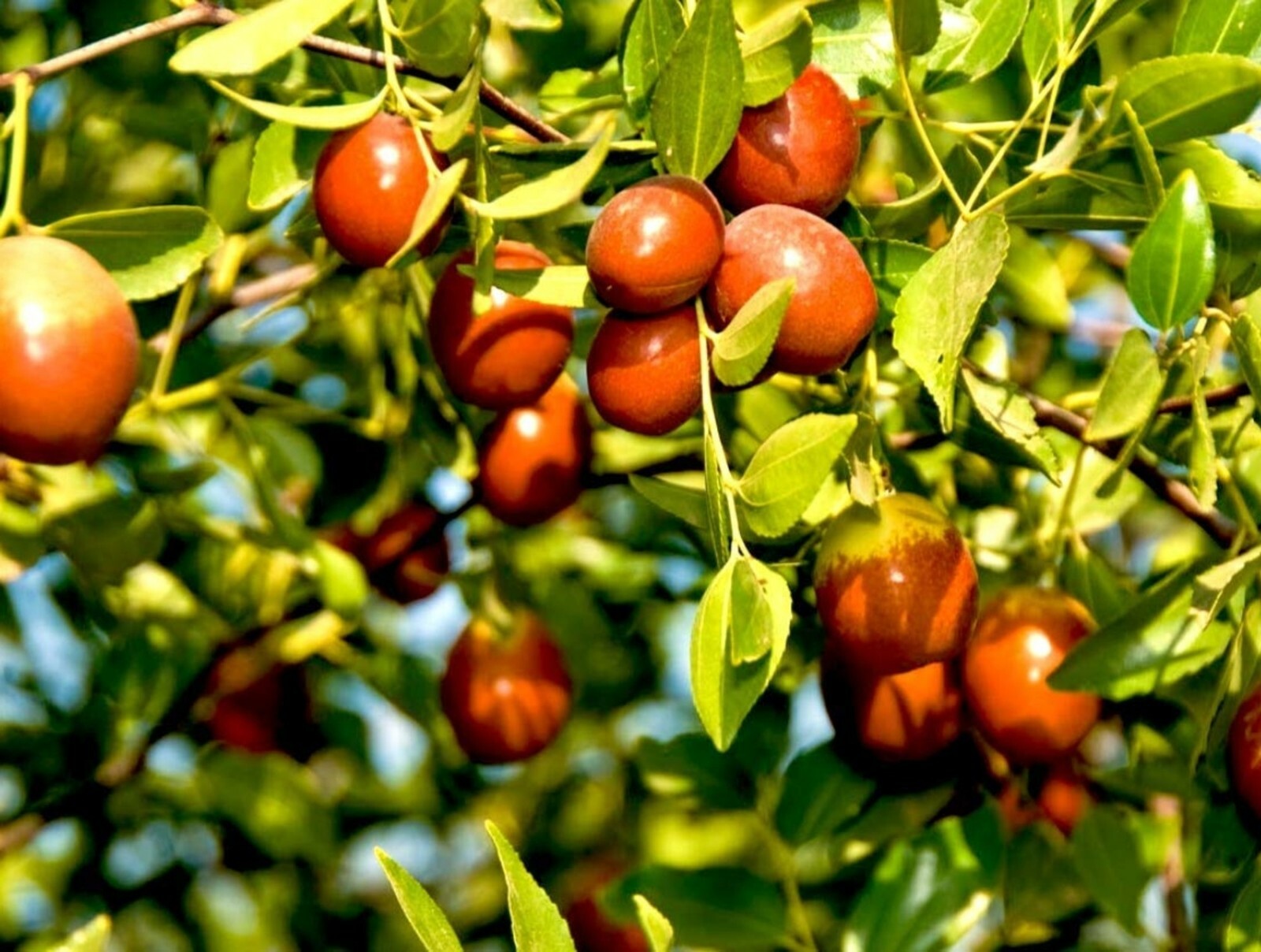 Ziziphus Mauritiana 10 Seeds Indian Jujube Chinese Apple Date Fruit Tree Shrub
