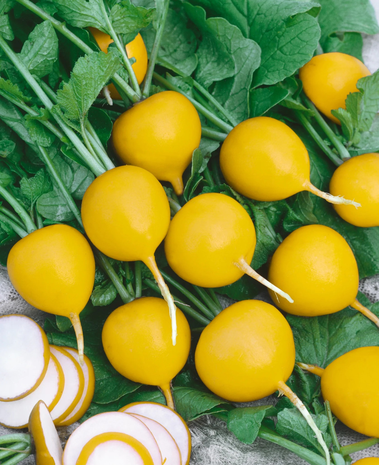 1000+ Golden Helios Radish Seeds ——– Heirloom — Organic — FRESH