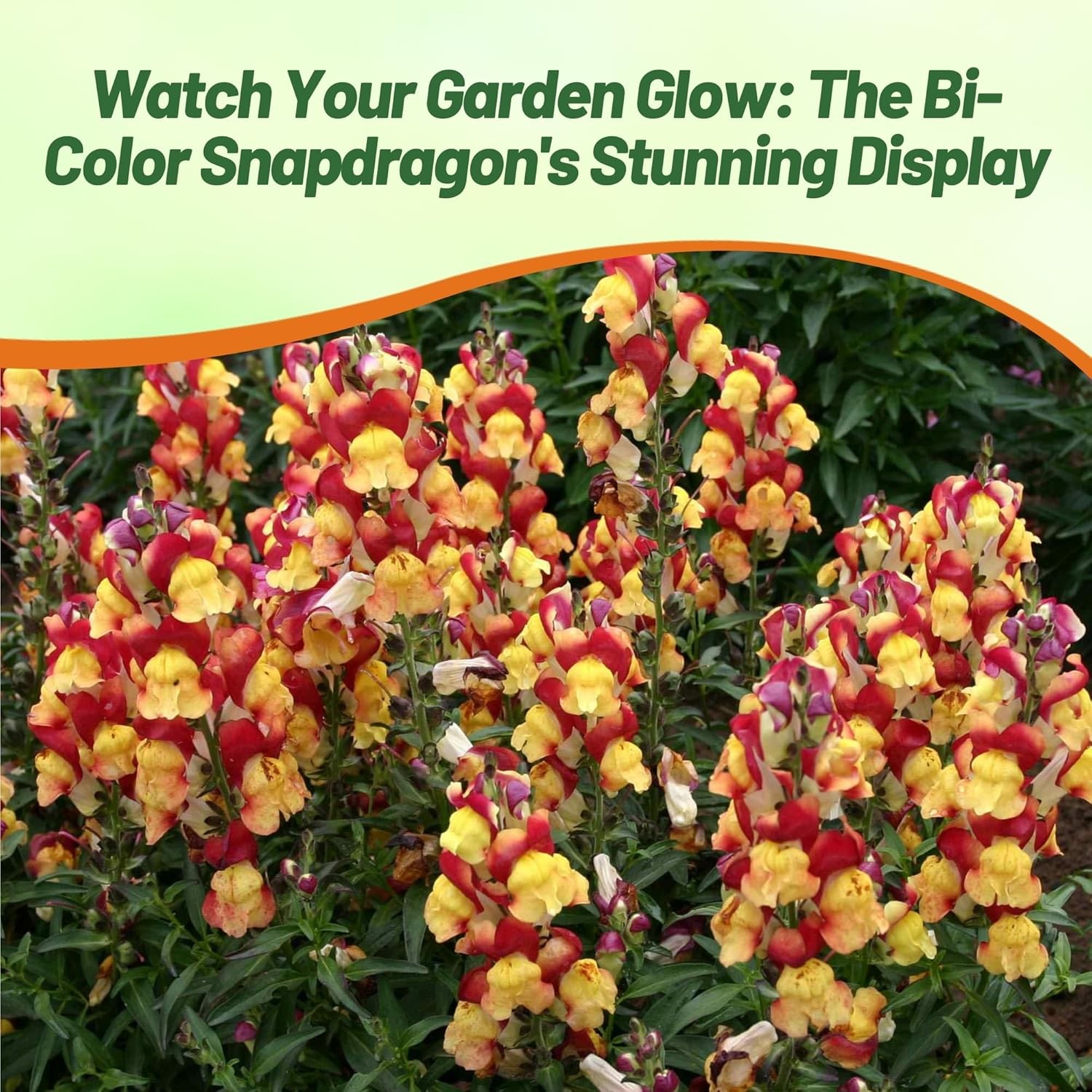 500 Seeds Antirrhinum Snapdragon Oriental Lanterns Garden Flower Seeds