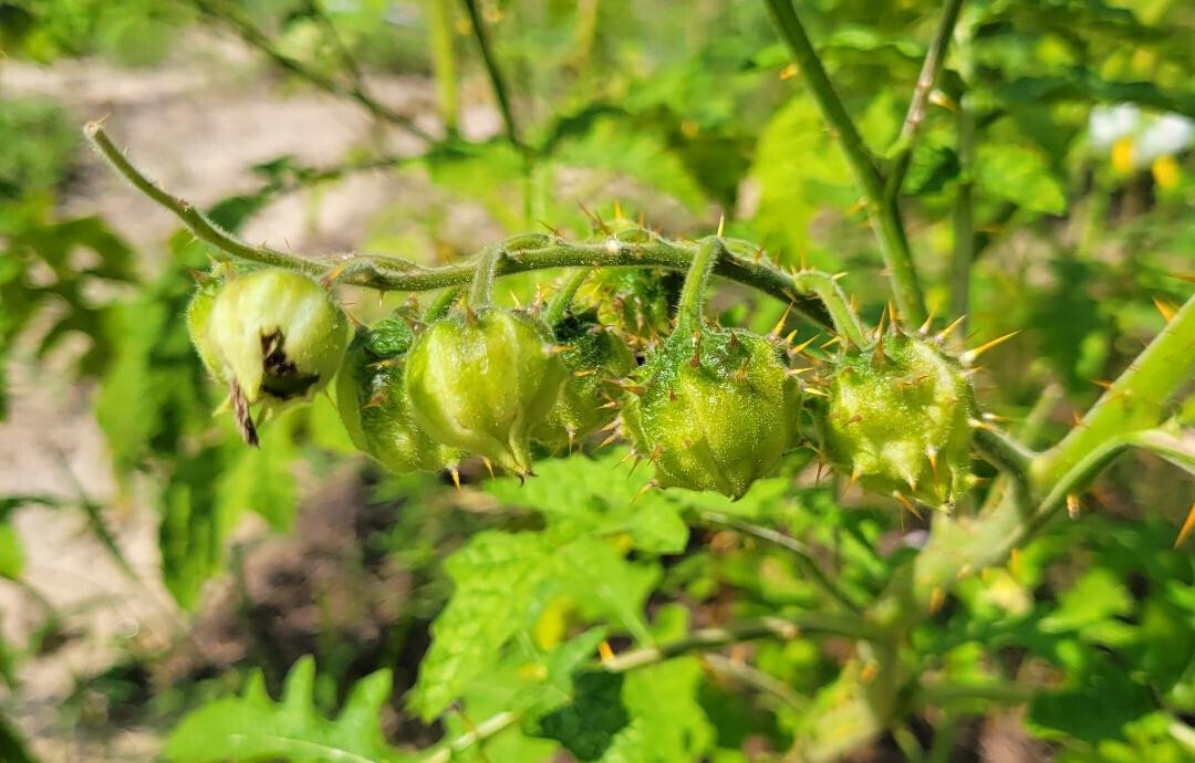 Litchi Tomato | 25 Seeds | Solanum Sisymbriifolium | Vila-Vila | Florida Garden