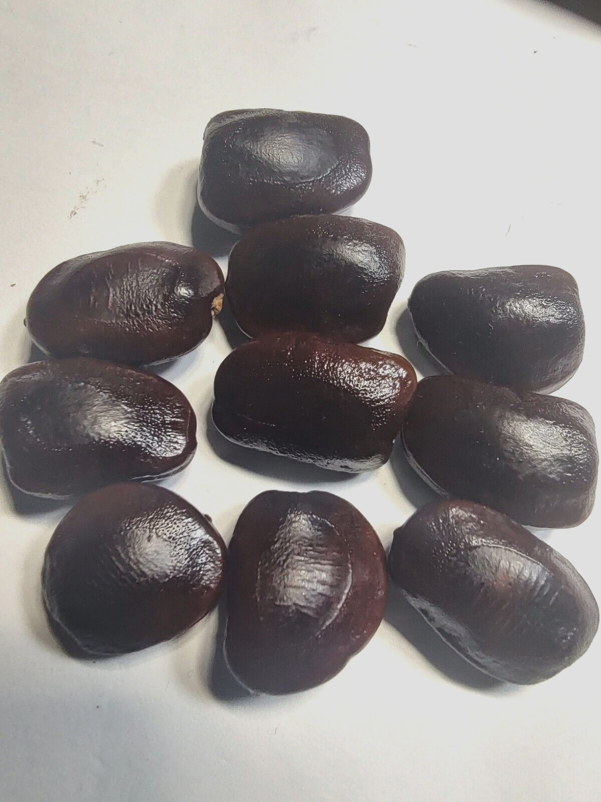 20 Tamarind Seeds (Tamarindus indica) Tropical Tree ~Sweet Sour Fruit