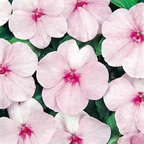 Impatiens Super Elfin Pink 500 seeds
