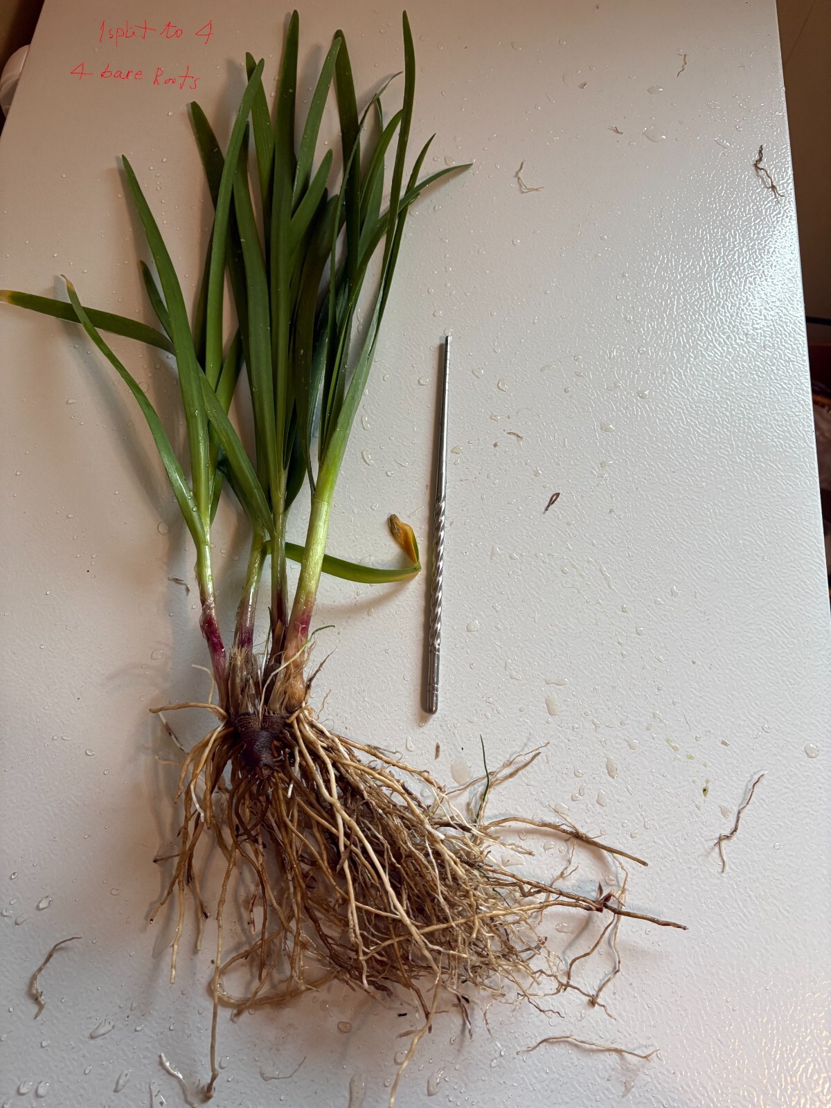 15 Organics Garlic Chives Live Plant Bare Roots Hardy Perennial Herb Jiu Cai USA