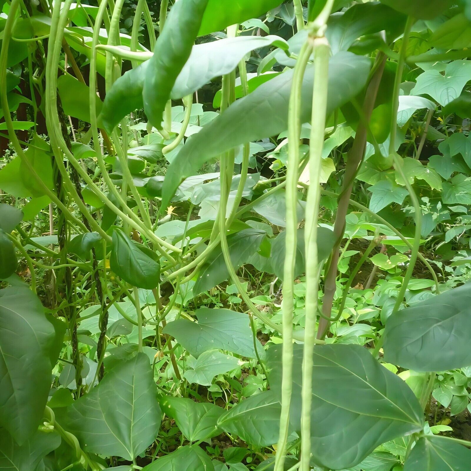 Stringless Yardlong Bean Seeds Tender Non-GMO Vegetable Garden Variety