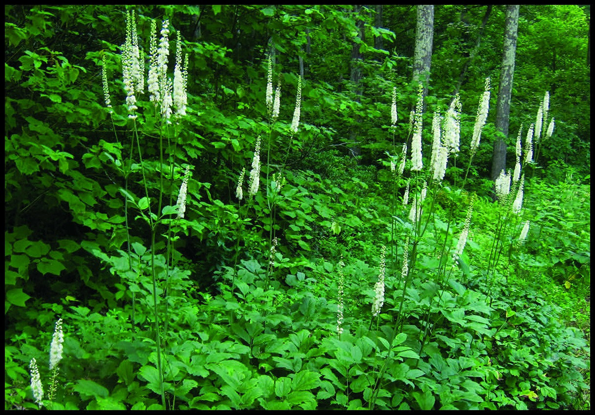 5 Black Cohosh Bulbs/Roots – Black Snakeroot, American Bugbane, Fairy Candles