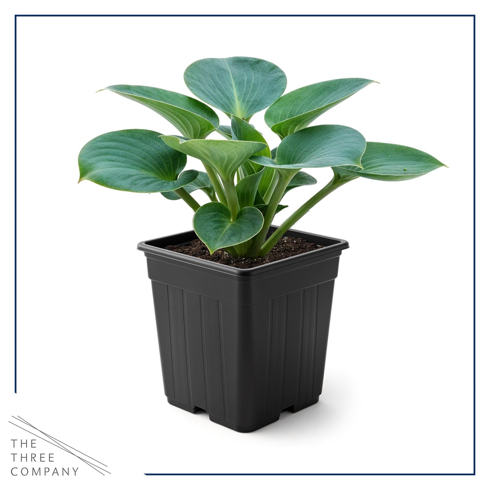 Hosta Blue Mouse Ears 3 Live Perennial Plants in 1 Qt Pot, 10″ Tall