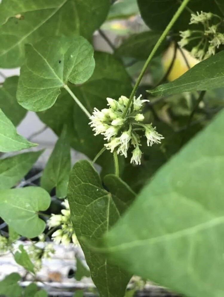 Honeyvine Milkweed Bluevine Sandvine 100 Seeds Monarch Butterfly Host Plant