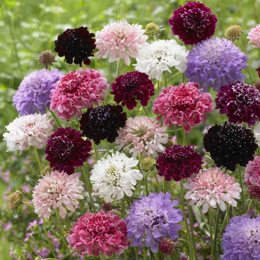 Scabiosa Pincushion Flower IMPERIAL MIX Tall Double Dried Everlasting 200 Seeds