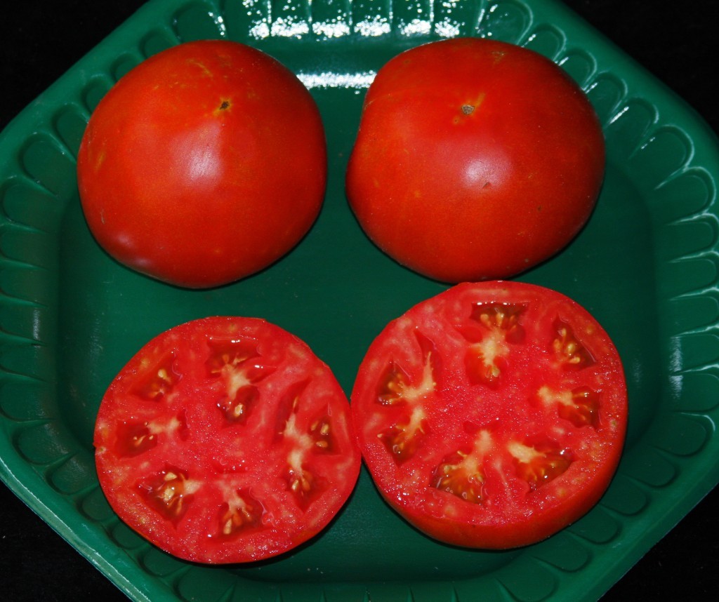 CELEBRITY HYBRID TOMATO SEEDS***BULK 50 PKT. *** HEAVY PRODUCER*COMPACT PLANT*