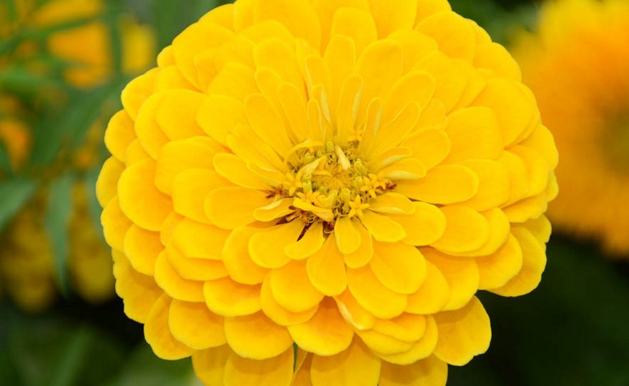 301+YELLOW ZINNIA Seeds Big Cut Flowers Summer Garden Flowering Annual Fast Easy