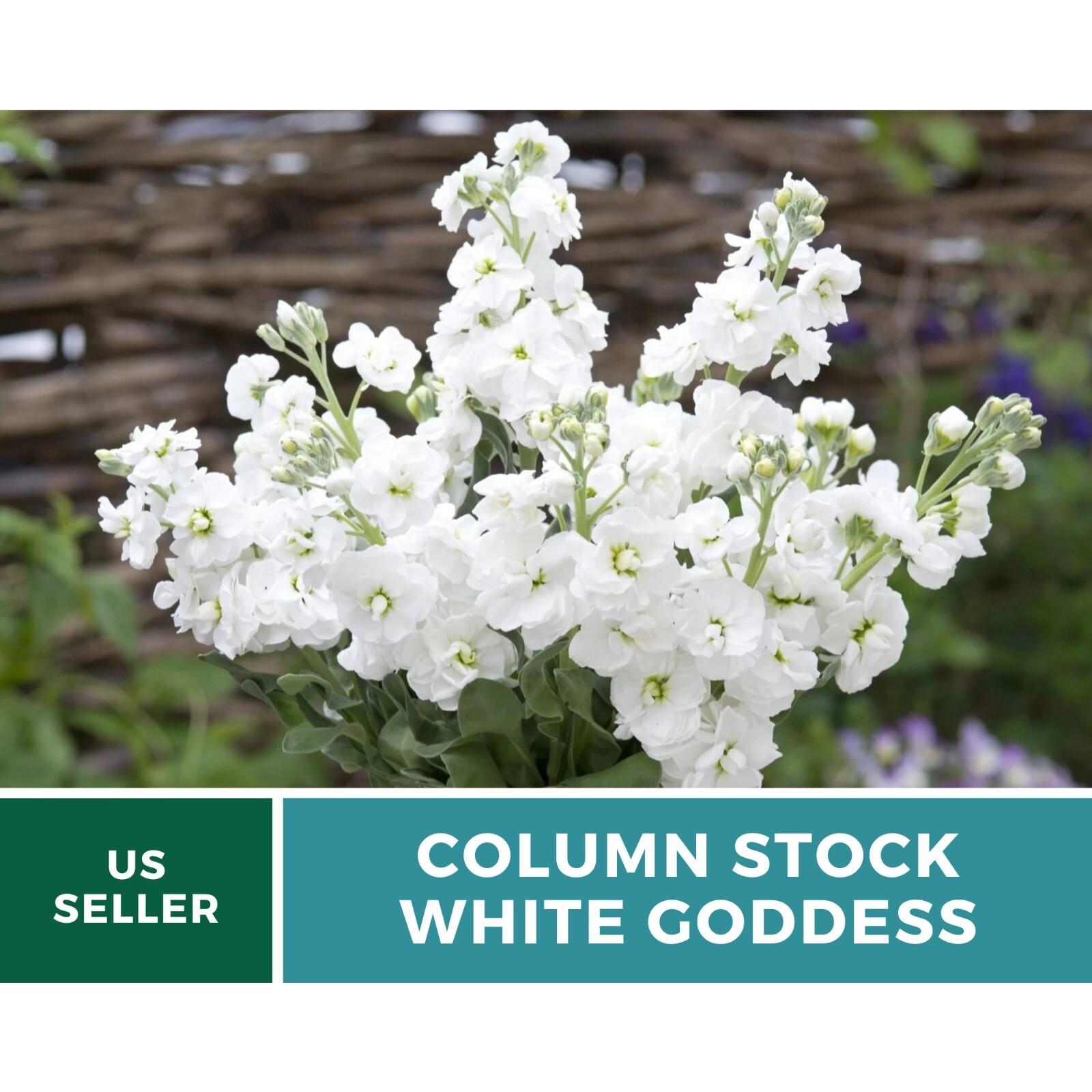 Column Stock, White Goddess – 50 seeds – Heirloom Flower (Matthiola incana)
