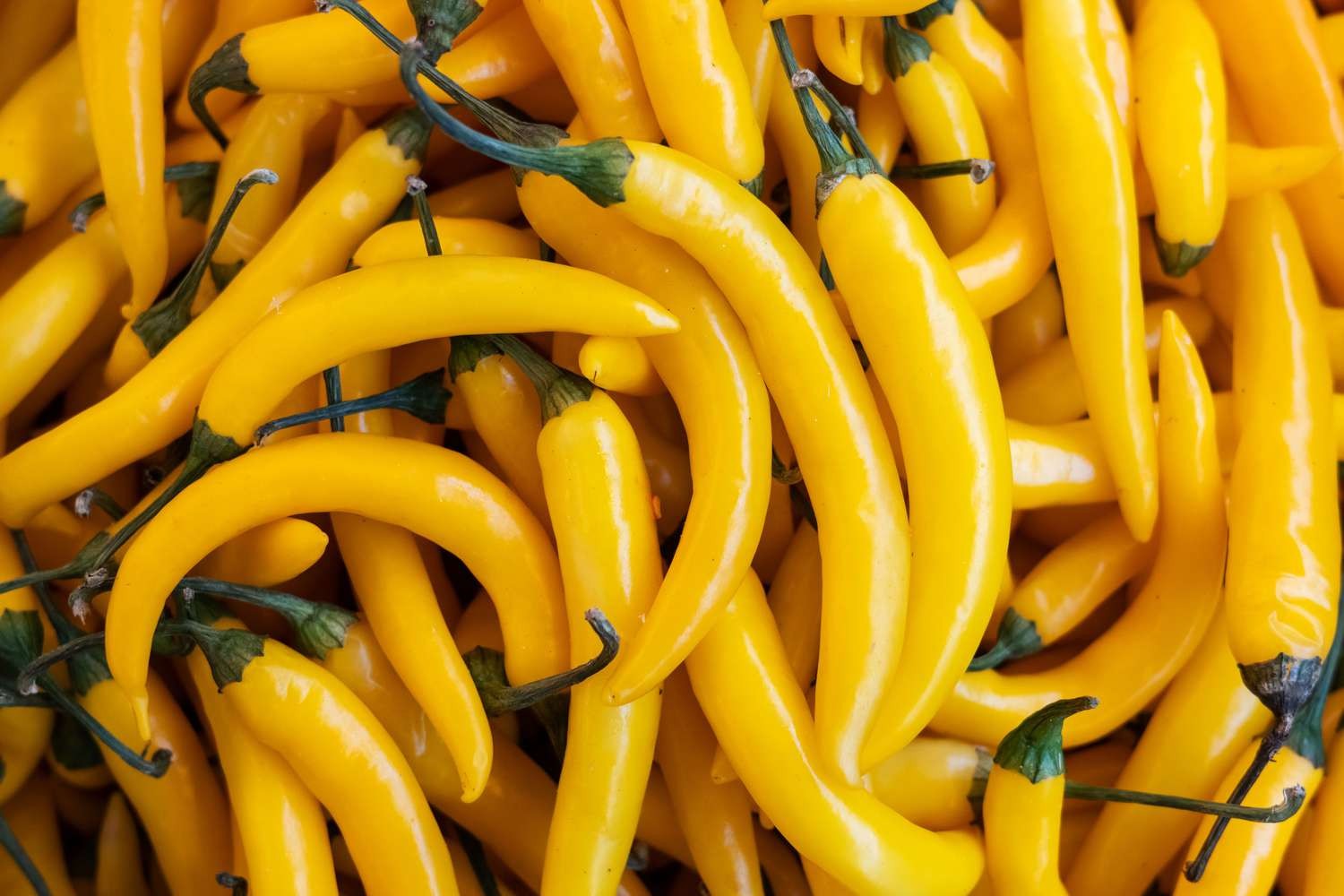 Yellow Cayenne Hot Pepper Seeds “10” Fresh Seeds FREE SHIPPING!