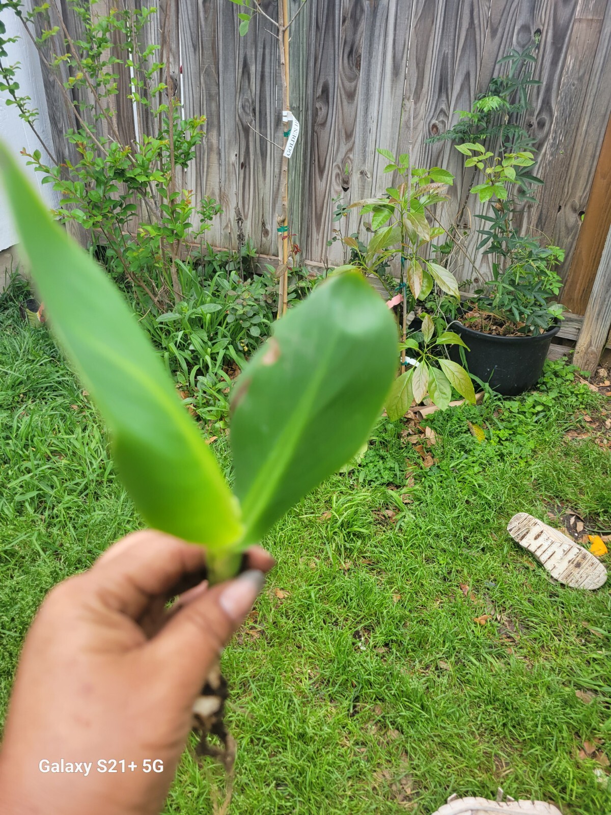 1 Red Canna Plant Red Flowers Tall Plan Of ( Leaf Lily Rhizomes