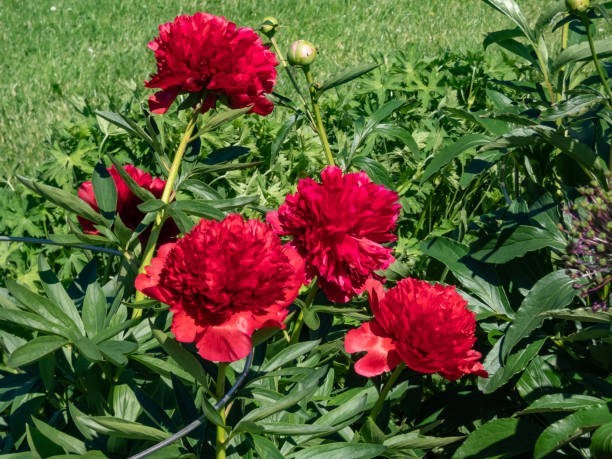 1 – Double Peony DIANA PARKS Live Perennial Red Flower Bulb Plant Root US SELLER