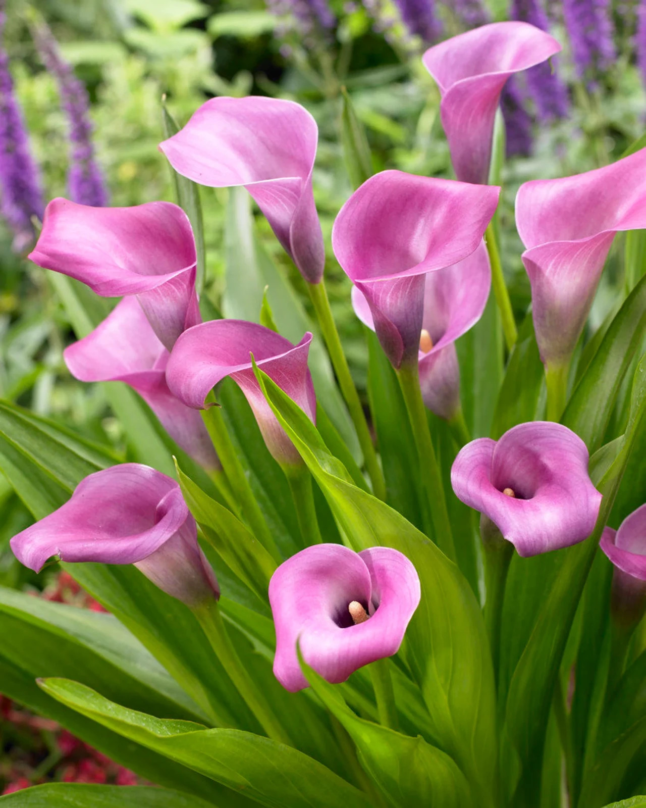 5 purple calla lily bulbs