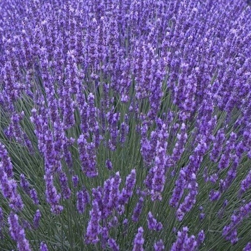 1,500 Heirloom Perennial English Vera Lavender Seeds Beautiful Fragrant NonGMO