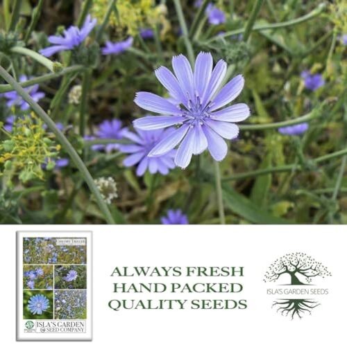 Trigger Chicory Flower Seeds (Cichorium intybus) – 1500+ Heirloom Non-GMO