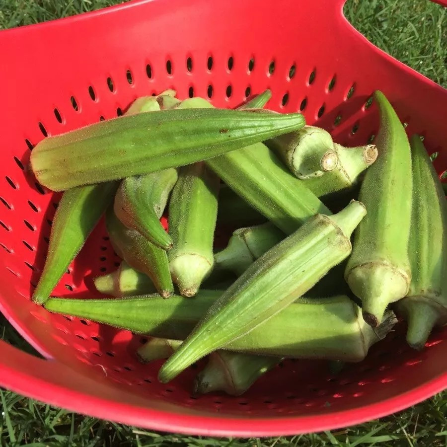 25+ Clemson Spineless Okra Seeds – NON GMO – Heirloom — FRESH