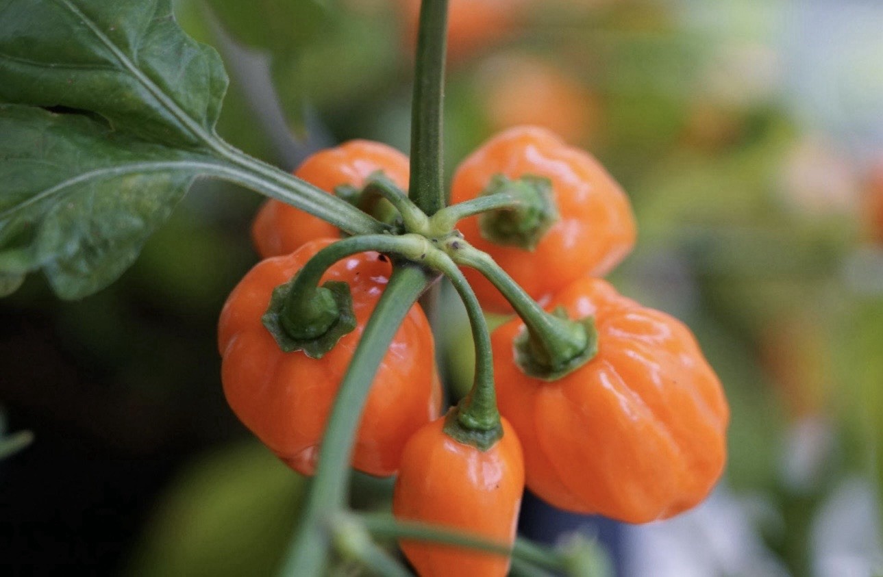Popular!! 5 Habanero Orange Pepper Plants!! Ready To Ship!!