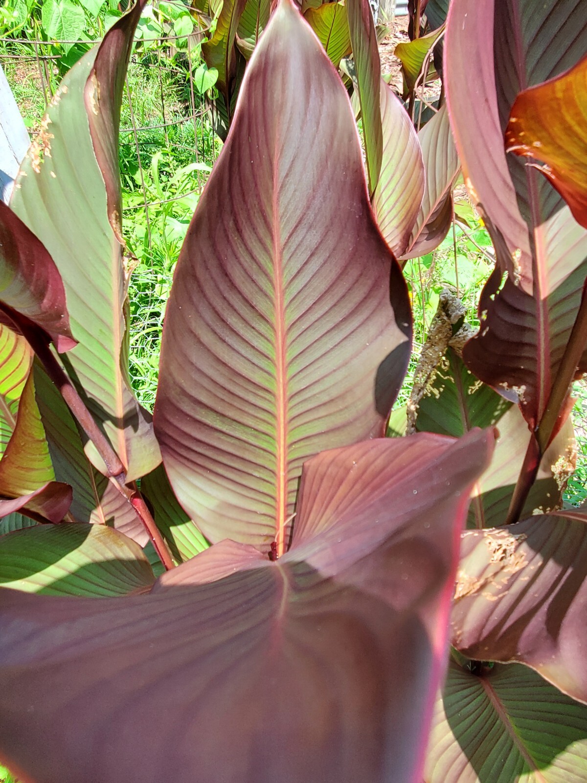 Canna Bulbs Red Flowers Tall Plants ONE Bronze Leaf Lily Rhizome