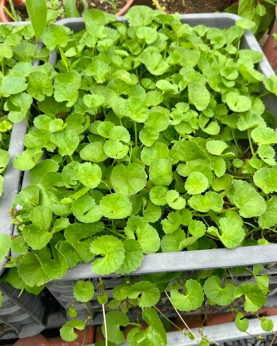 1200 Centella Seeds – Gotu Kola, Rau Má, Centella Asiatica, Asiatic Pennywort, I