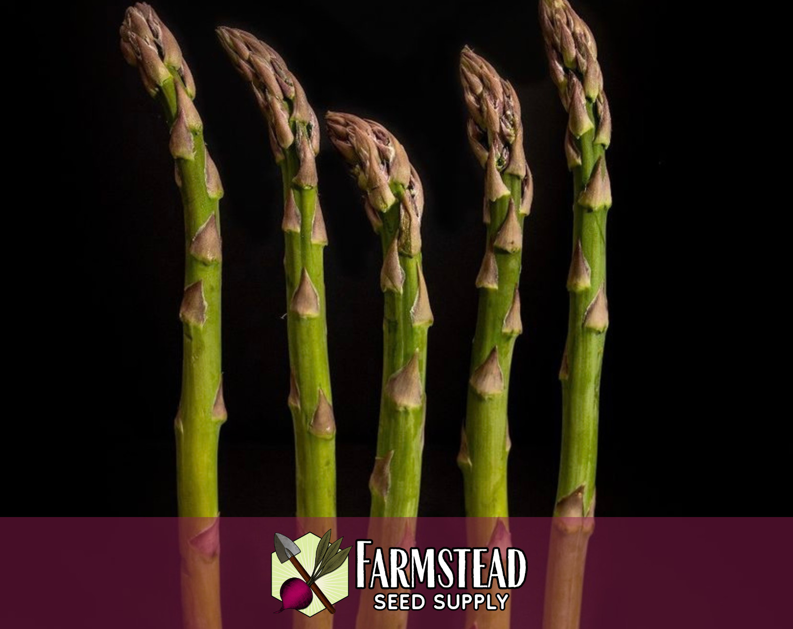 225+ Asparagus Seeds [Mary Washington] Vegetable Gardening, Heirloom, Non-GMO
