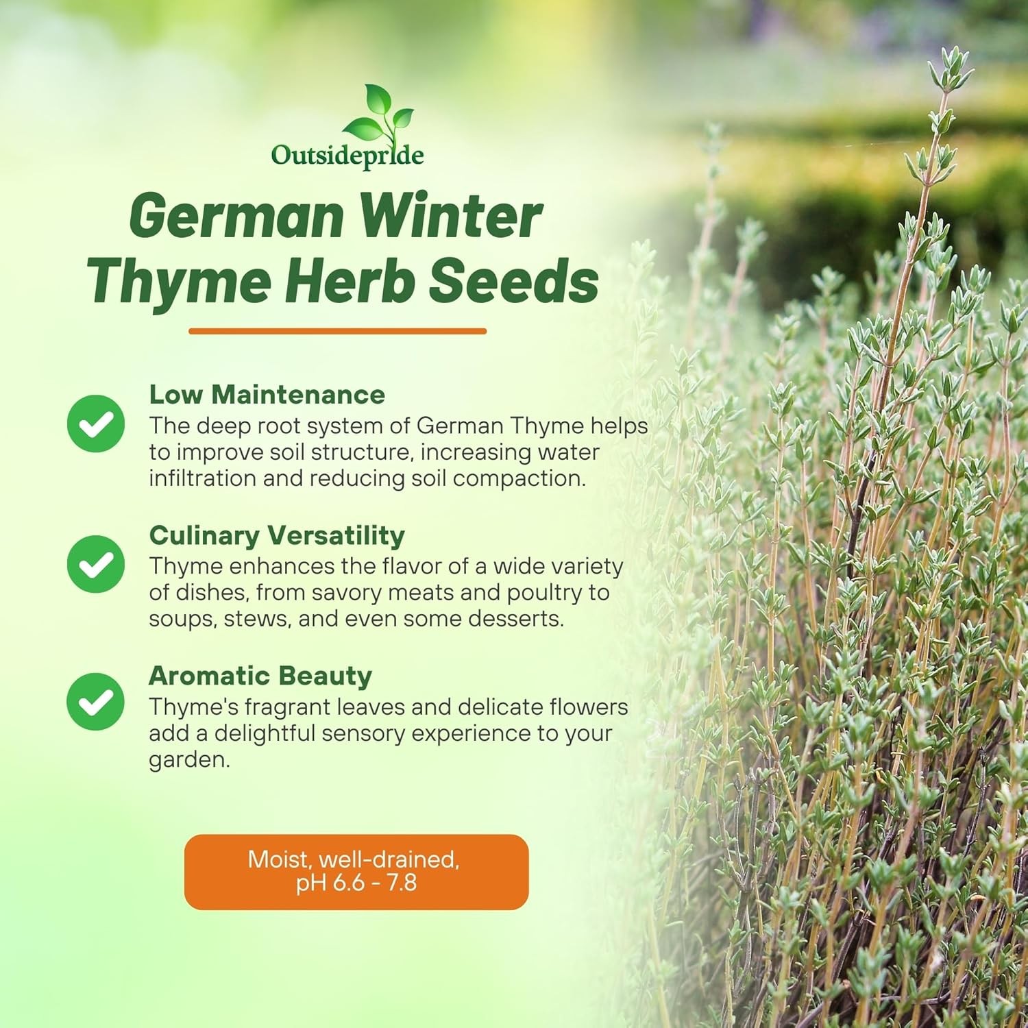 1 OZ Thyme Seeds – Thymus Vulgaris Drought Tolerant Herb Garden Plant Seed