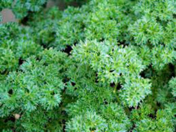 PARSLEY SEED, TRIPLE CURLED, HEIRLOOM, NON GMO, 500 SEEDS,PARSLEY SEEDS